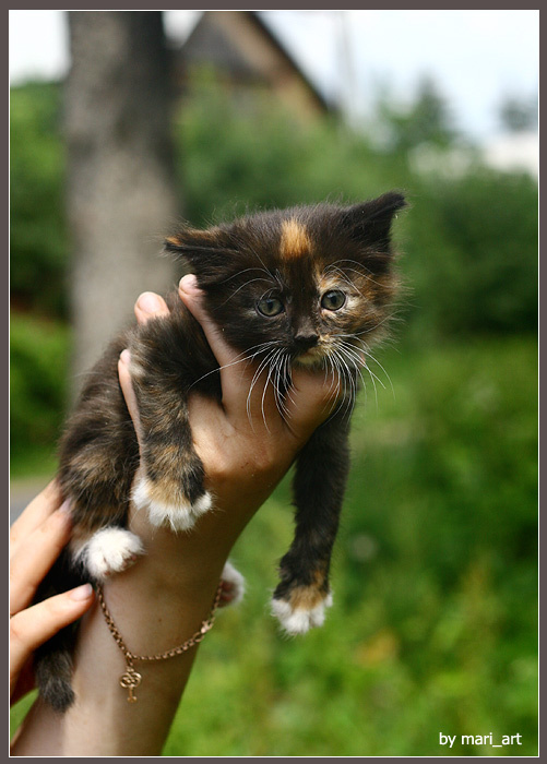 котенок 