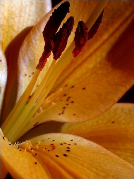 unknown flower