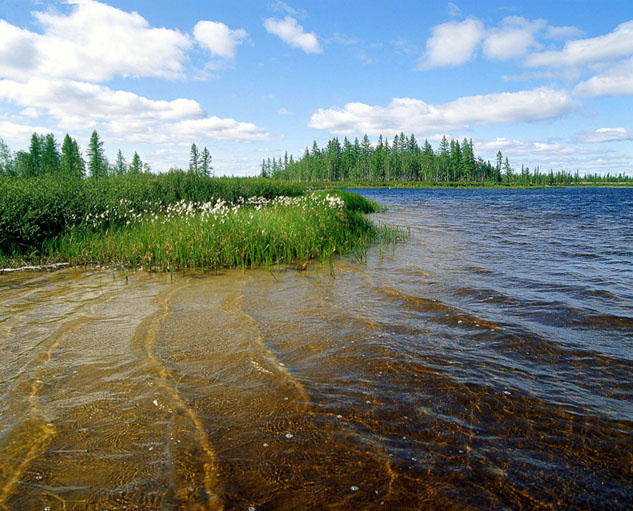 Полдень Лесотундра, заполярье.