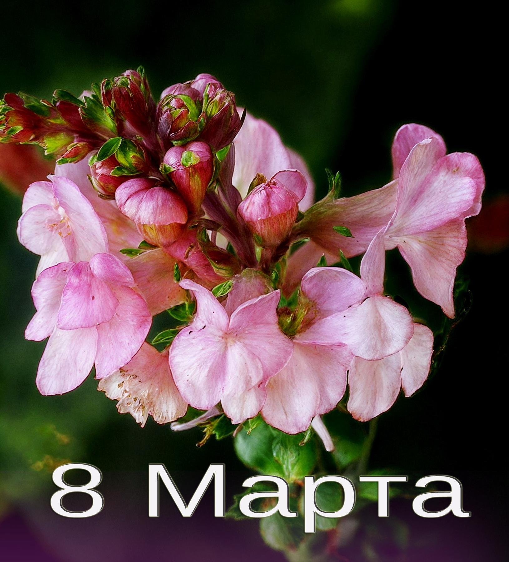 Замечательных женщин с фотоаппаратами, с праздником 8 марта! 