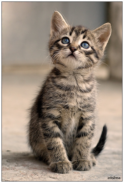 Улетела... кот кошка птичка птица