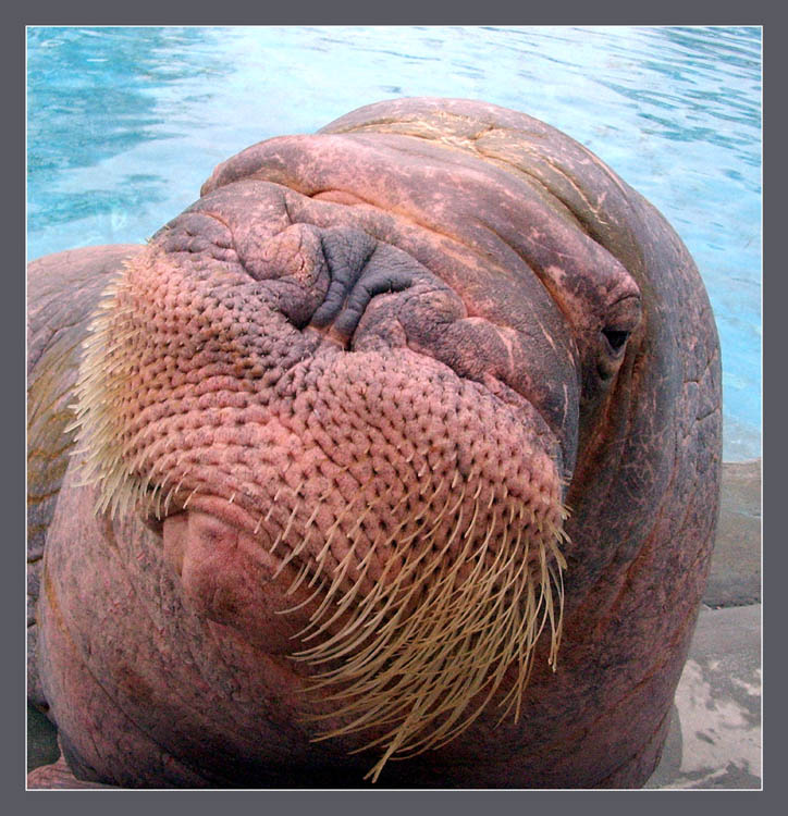 Walrus или Одними лягушками сыт не будешь:) Морж, walrus