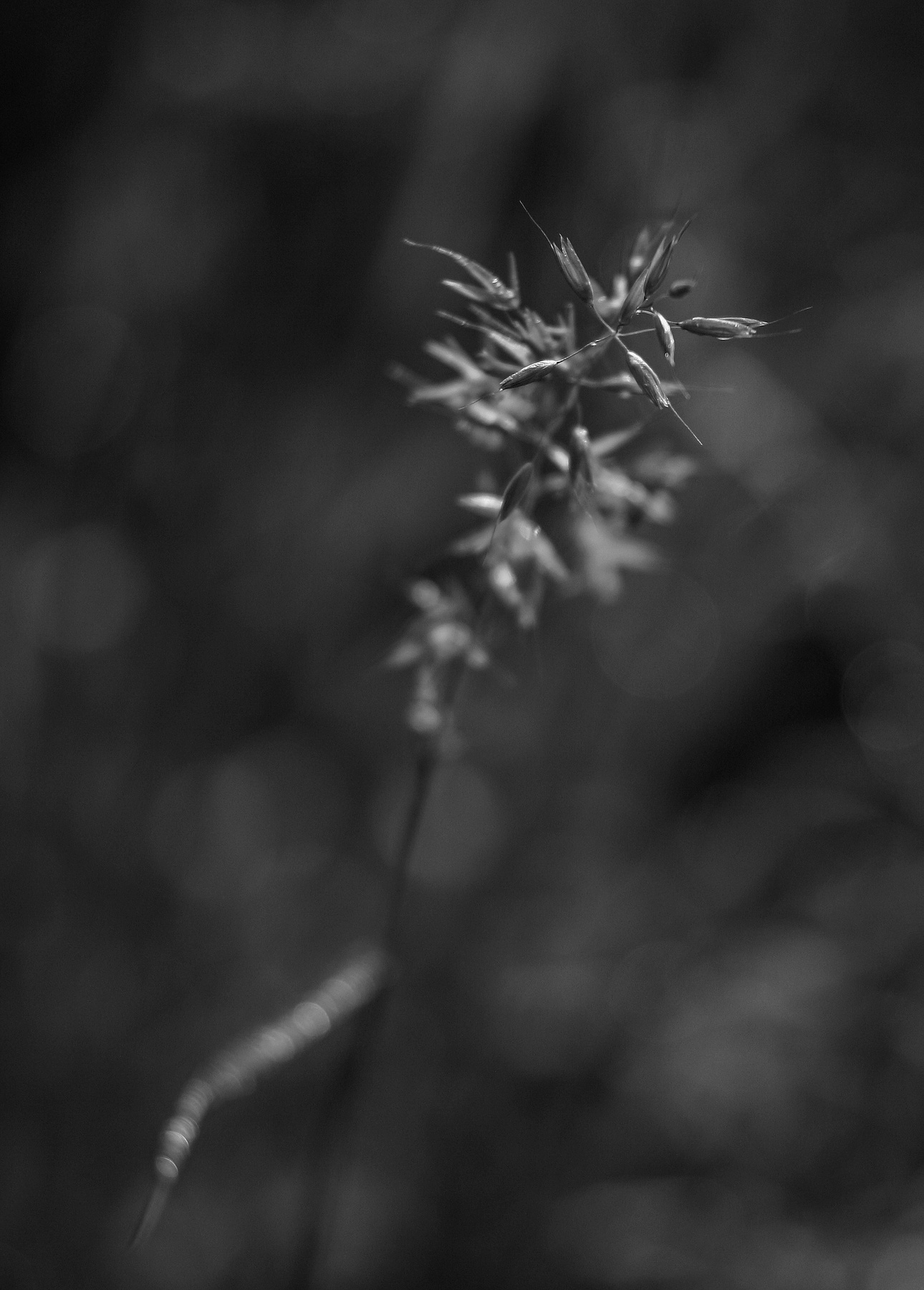 Trisetum flavescens. 