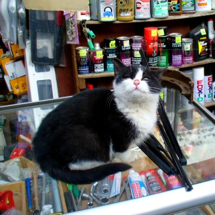 Я тоже продаюсь кошка, кот, пусичка