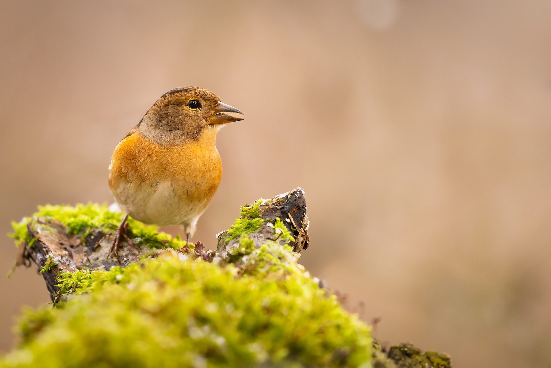 Chaffinch 