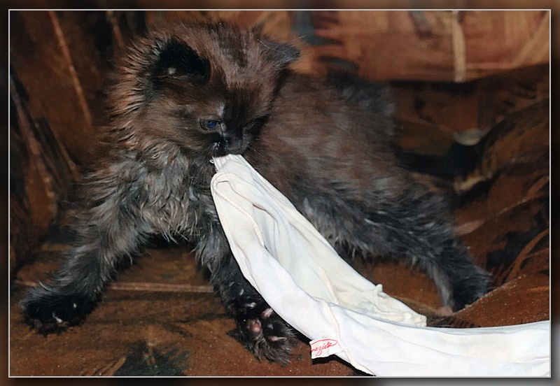 Помощница котёнок игра играет тряпочка