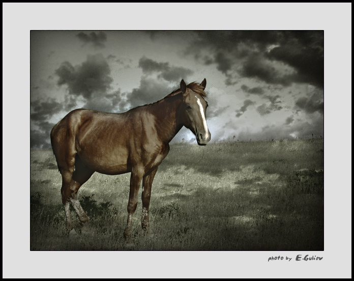 horse portrait 