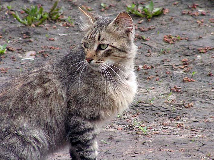 Хозяин округи Кошка, весна, улица