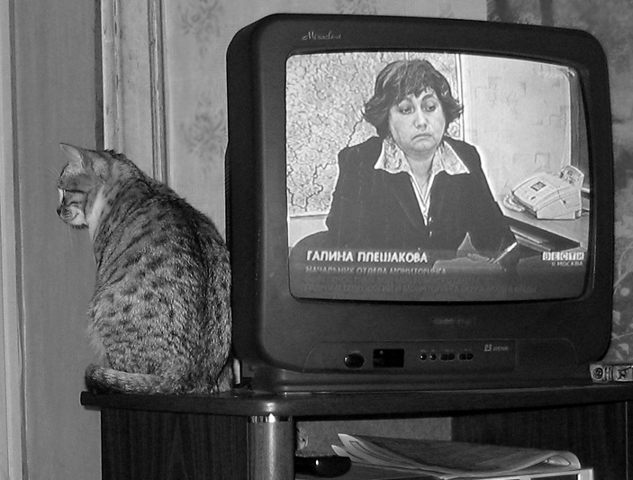 и о погоде кошка осень дождик