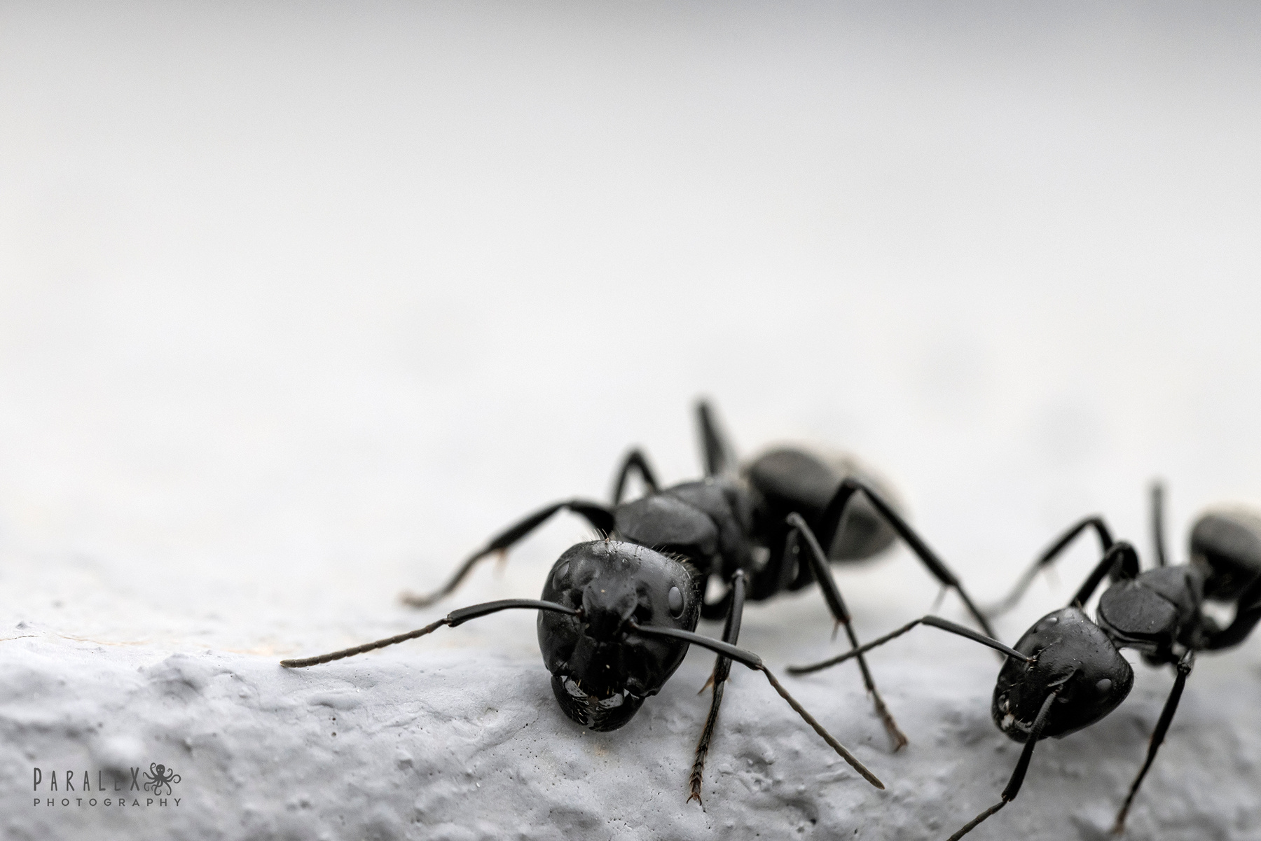 Camponotus Vagus 