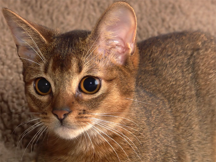 *** кошка