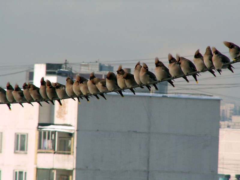 Тусня 