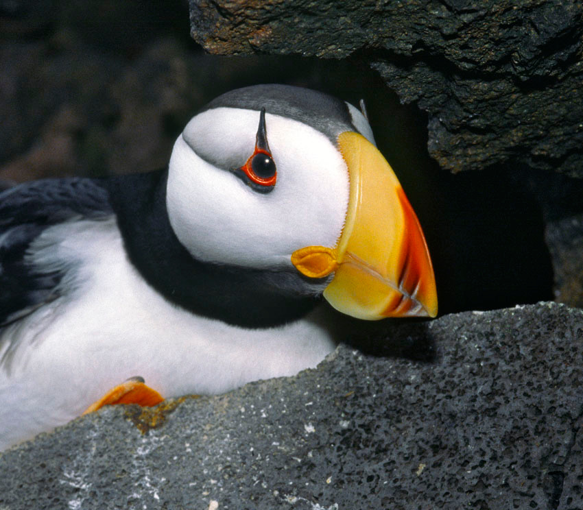 Чертик Ипатка, Fratercula corniculata, Horned Puffin, St. Paul Island, Bering Sea, Alaska