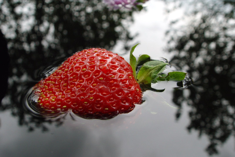 macro #1 