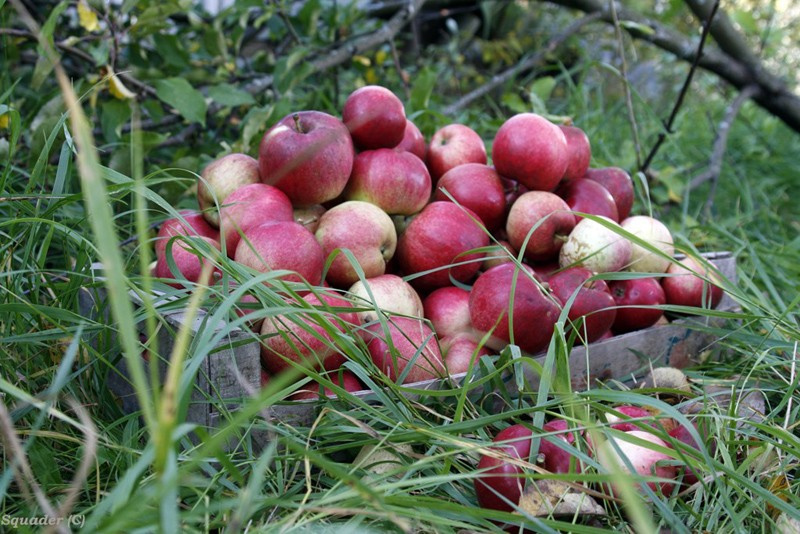 яблочко к яблочку apples garden яблоки сад