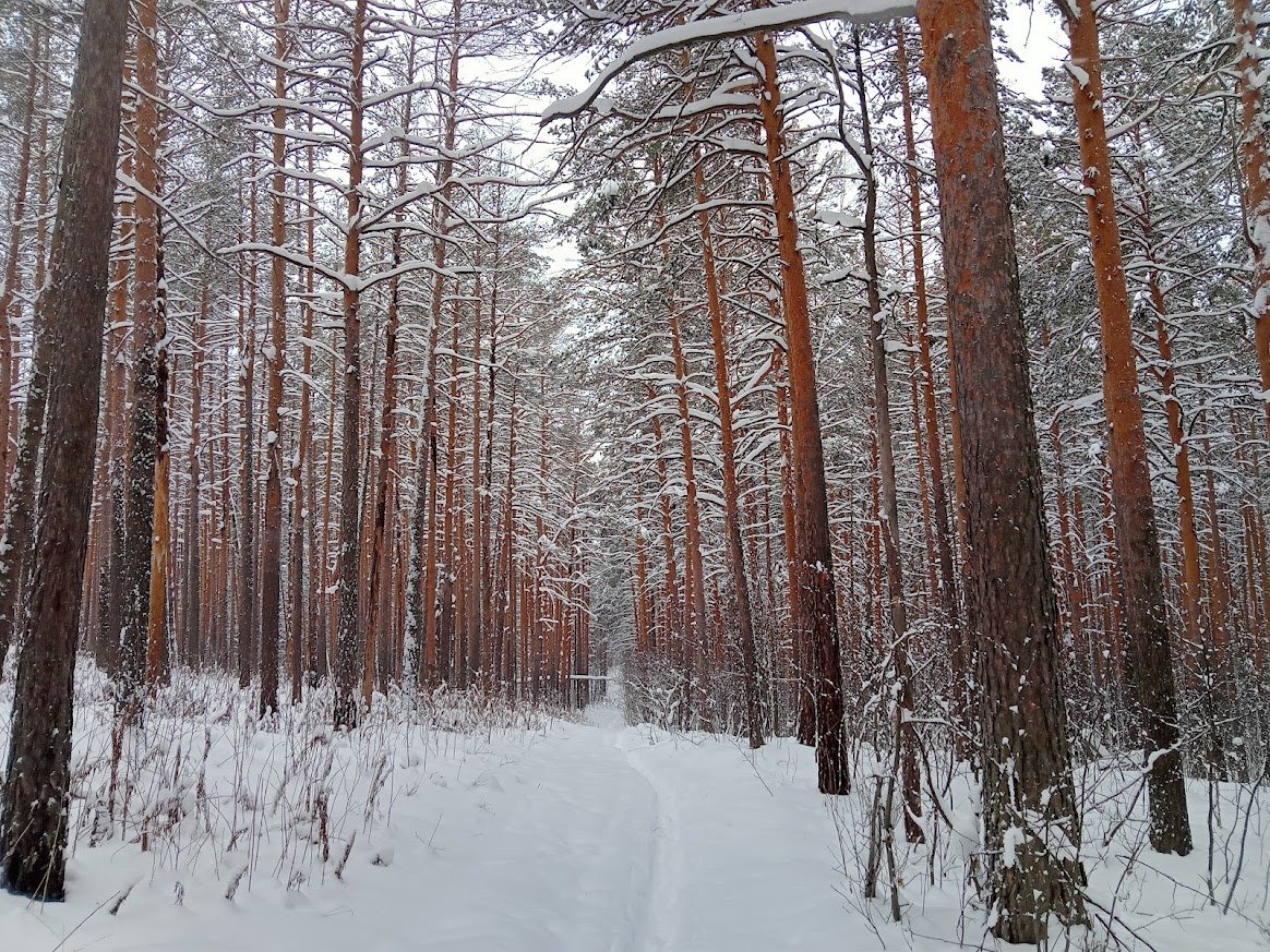 Сосны 