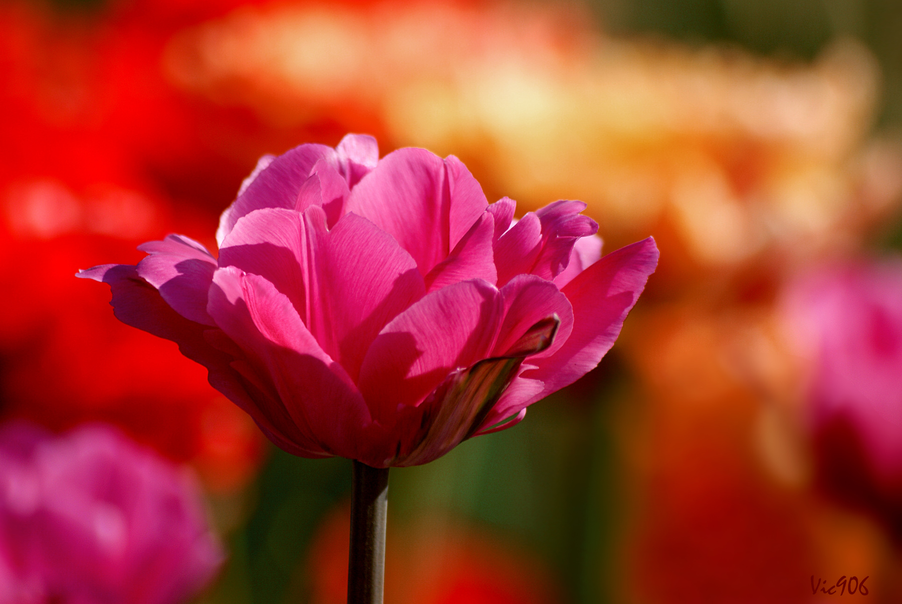 С началом весны! цветы тюльпаны природа весна май тюльпан tulips