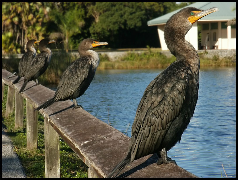 Охотники высматривают добычу Everglades Флорида птицы