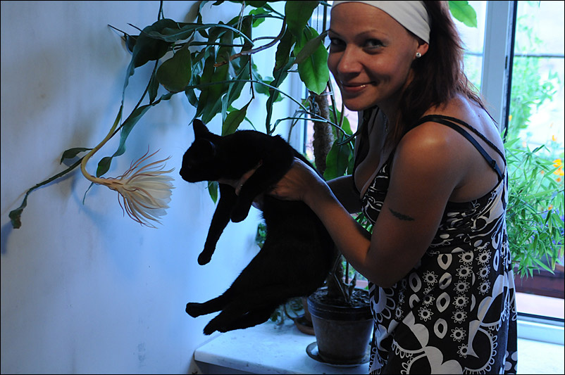 без названия VI Epiphyllum oxypetalum кот cat