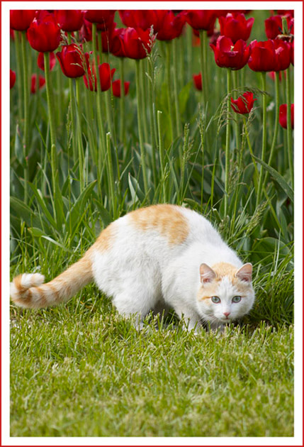 Охотник на папараций Кот