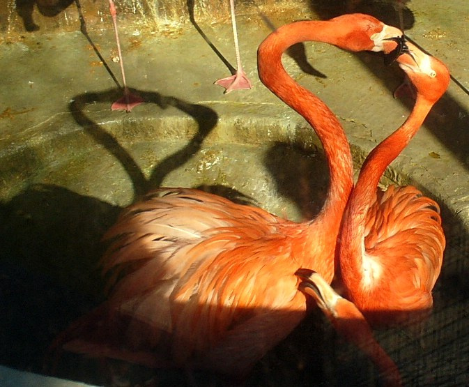 love x3.. фламинго птицы птычка птички