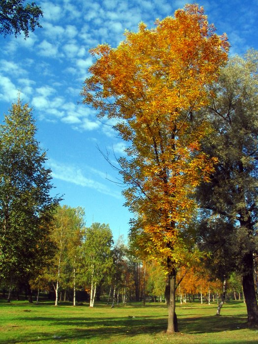осенняя 