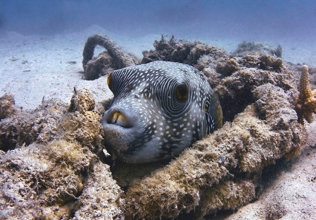 Братец кролик подводная подводное море рыбы кораллы underwater fish sea coral