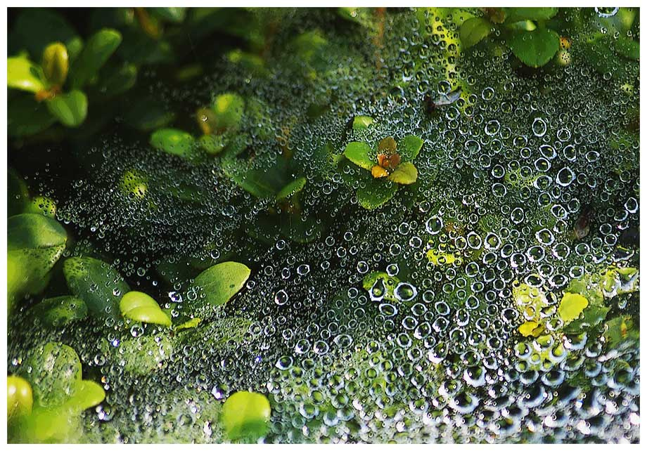 utro, rosa, trava ... rosa, trava, utro, morning, grass, dew