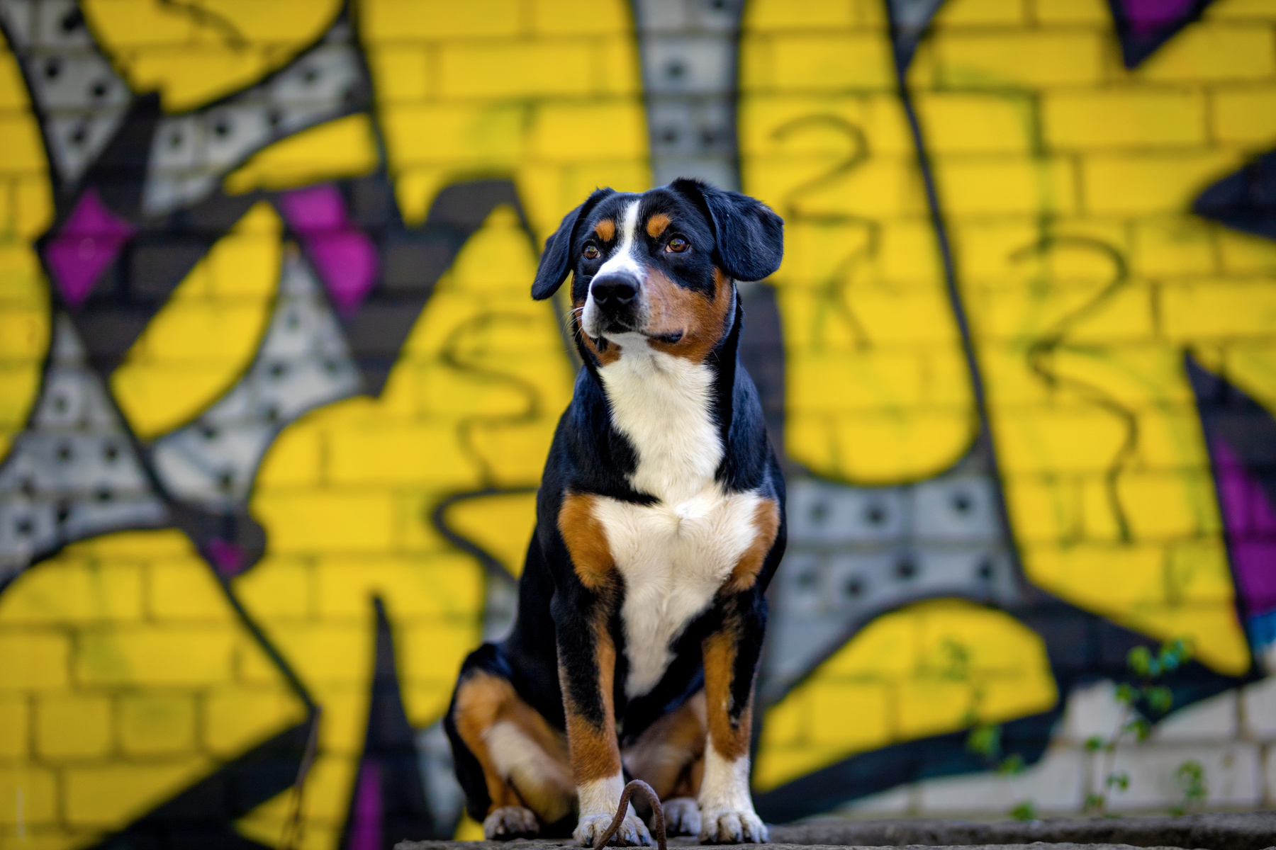 Sity Boy. Satoshi (FRESH ENERGY) dog Entlebucher Sennenhund Satoshi FRESH ENERGY