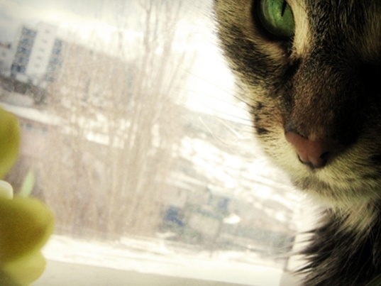 =^curiosity killed the cat^= cat кошка