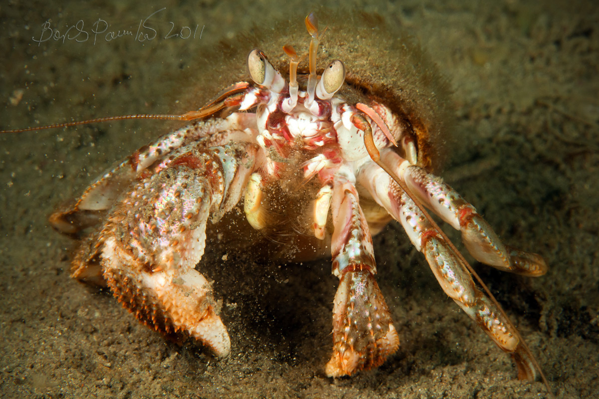 только пыль из-под коня... рак отшельник hermit crab anion Приморье Японское море