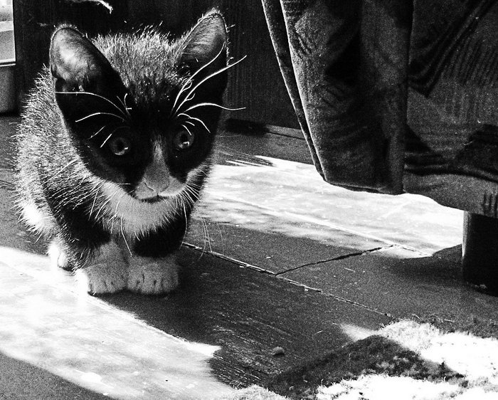 Молодой Морган Кот котенок котёнок малененький