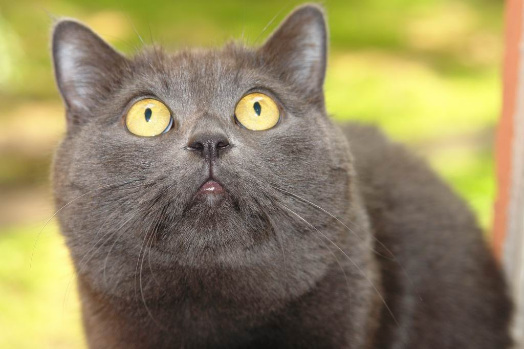 Охотится... мой Кот