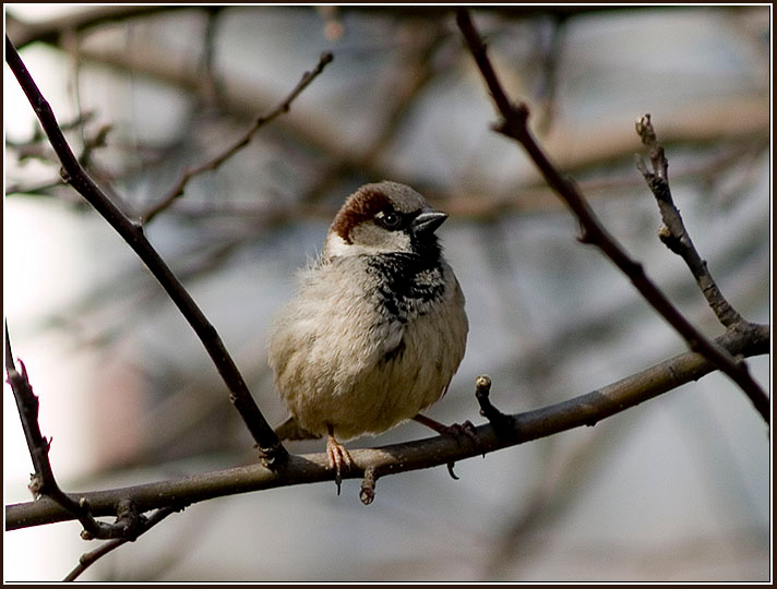 Воробьишко воробей, птицы, sparrow