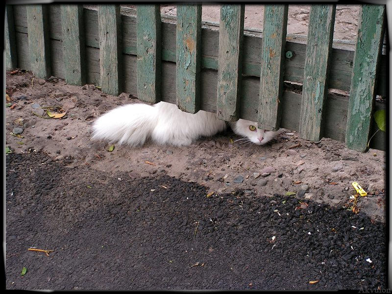 А я тебя вижу кот