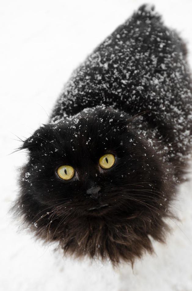 Драсьти черный кот котики кошка