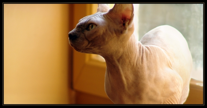 Eё Взгляд со стороны На неё sphinx cat beauty