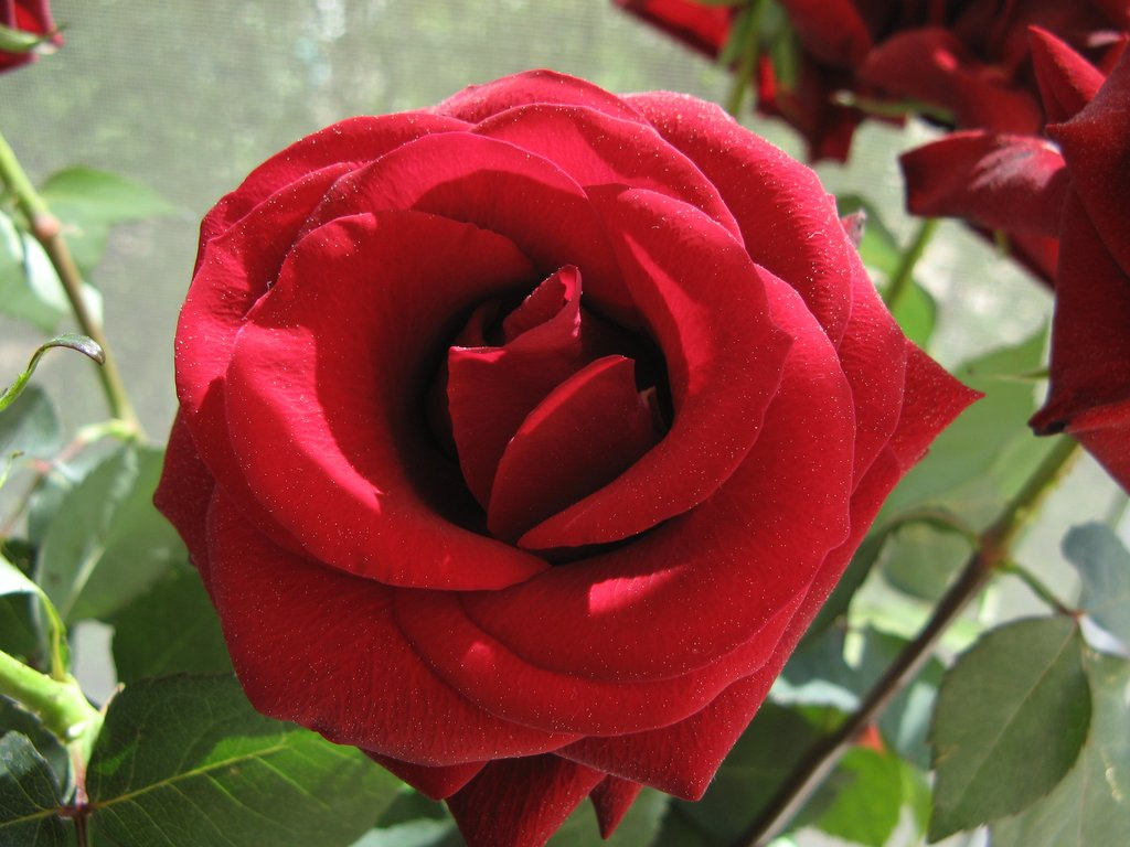 Роза роза, цветы