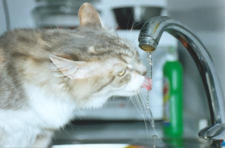 Если в кране нет воды - воду выпили... коты ;) кошка