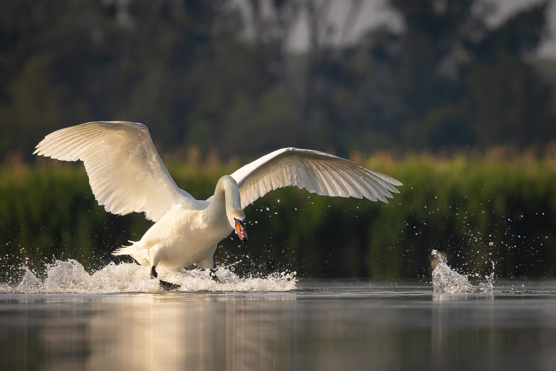 Swan 