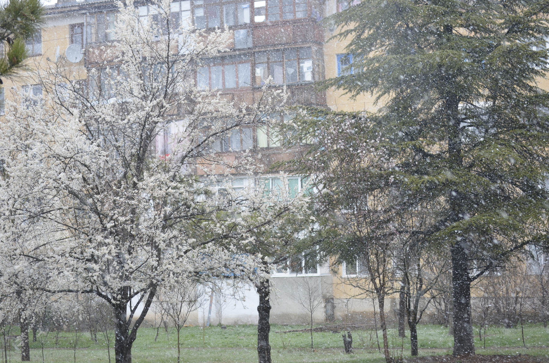 весна , я знаю - ты придёшь весна снег