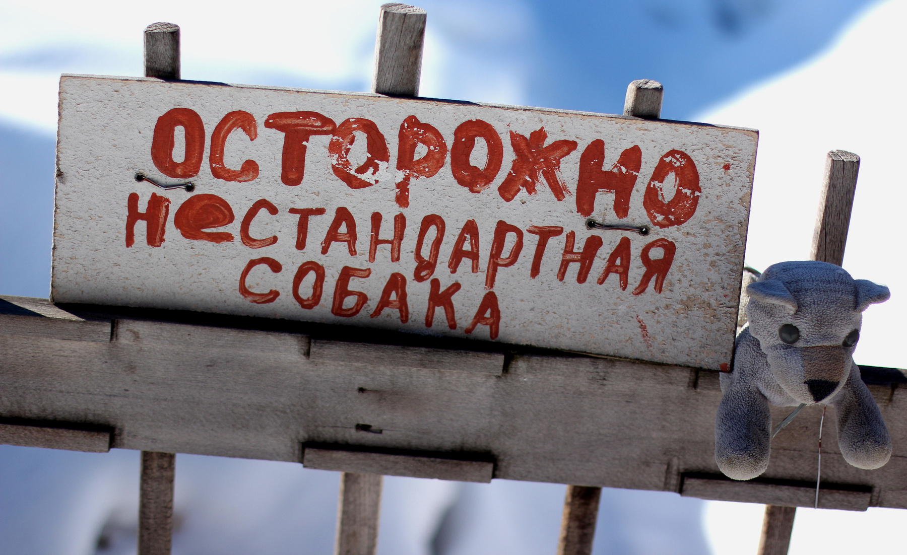 Осторожно нестандартная собака!!! Путешествия юмор