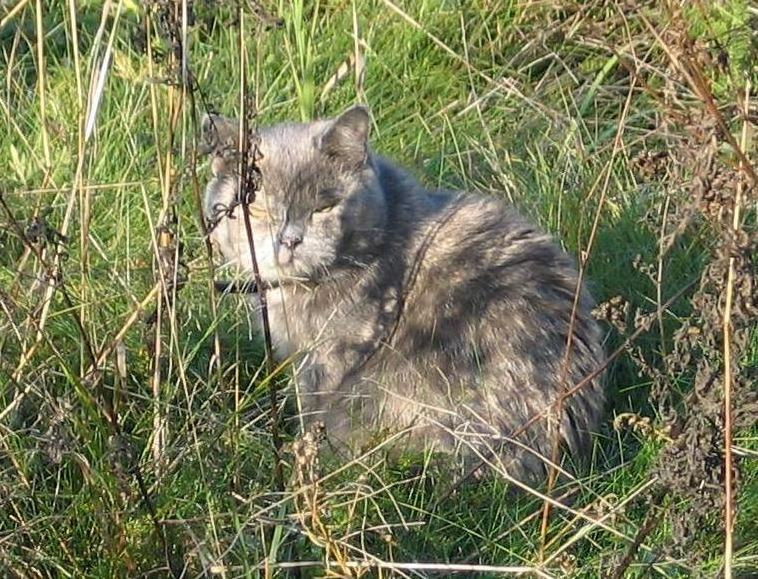 Сосед Кот