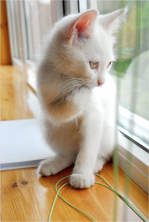 Прелесть pretty