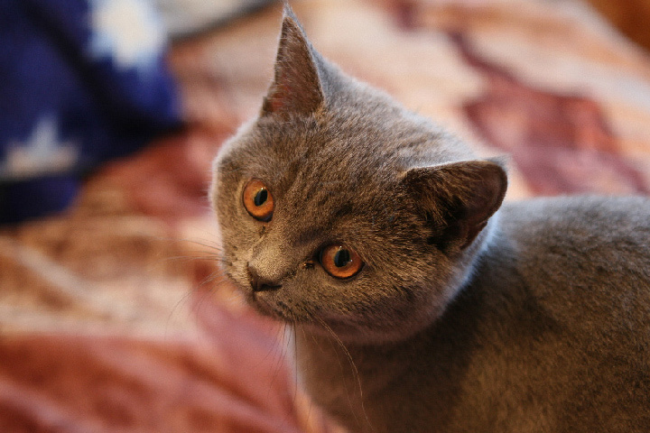 бентли кошка