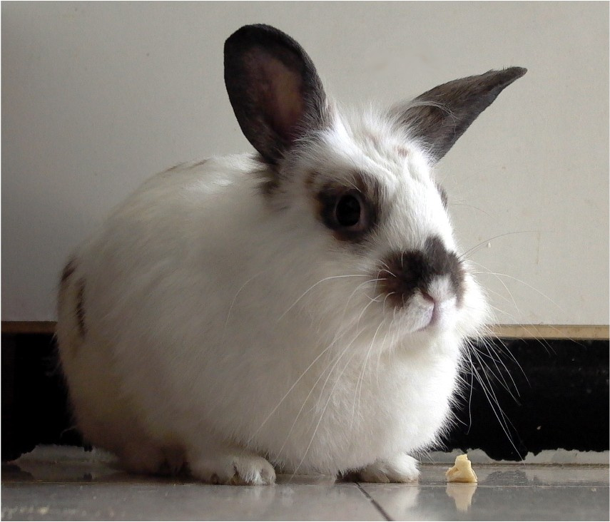 for remember Jassik Кролик, bunny