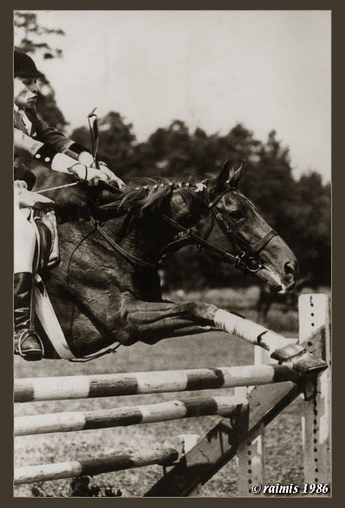 The fifth leap White black, horse
