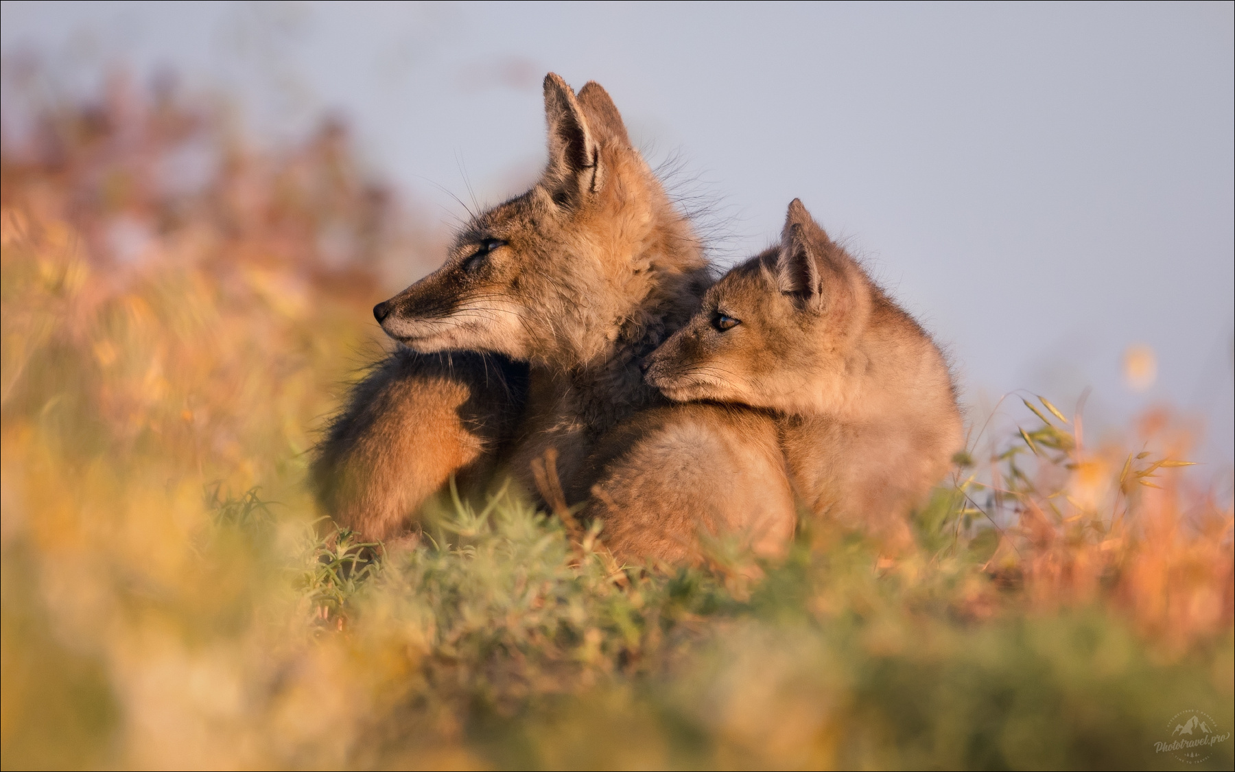 Слушая степь .. корсачок корсак степная лисица Vulpes corsac лиса калмыкия