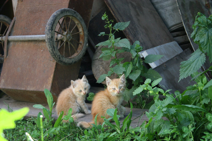 Два братца кот и кот в деревне