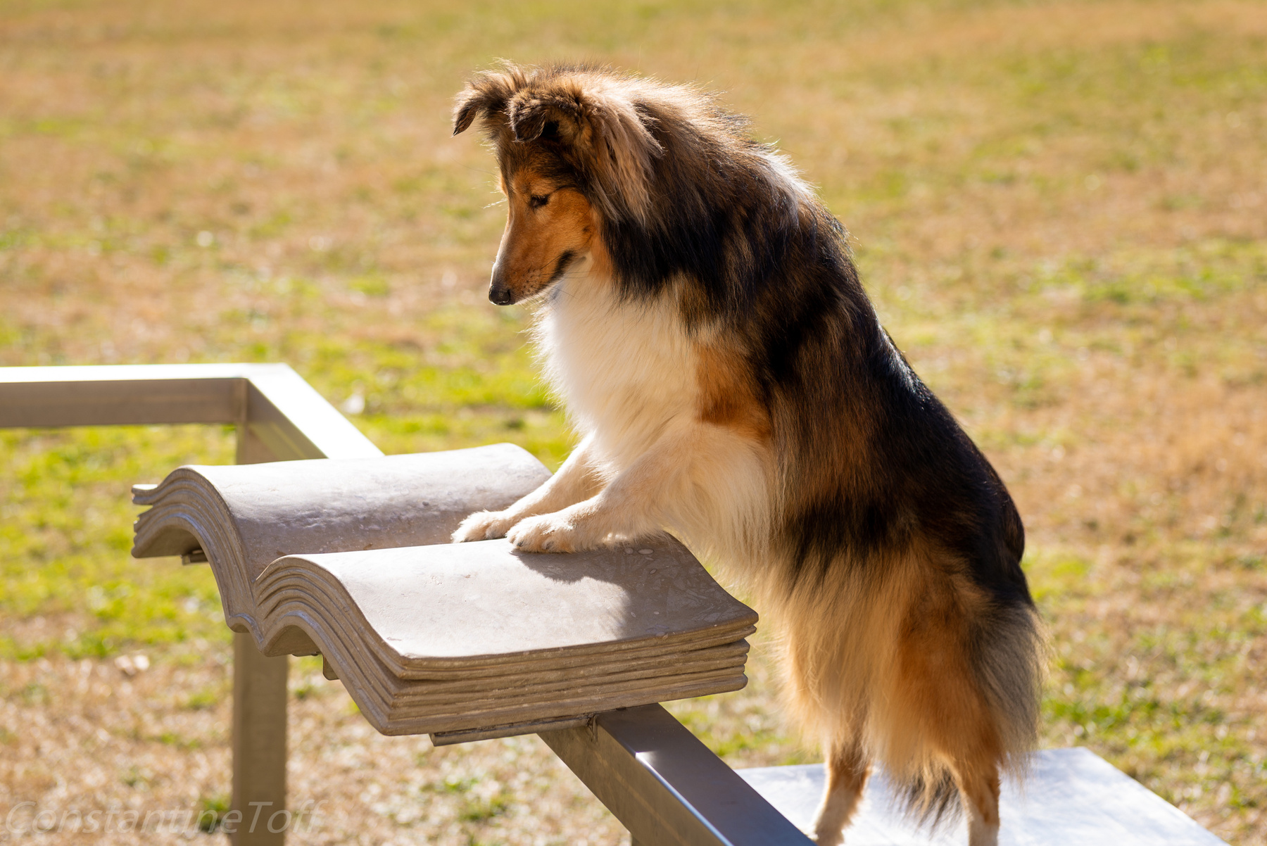 Can Sheltie read? 